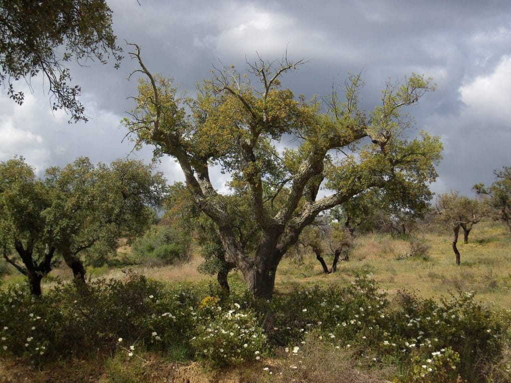 Kork-Bodenbeläge sind nachhaltig - Das Foto zeigt eine Korkeiche aus Portugal
