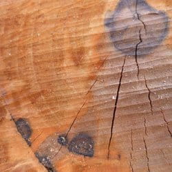 Holzhärte – entscheidend für den Einsatz von Parkettdielen 4 Holzhärte