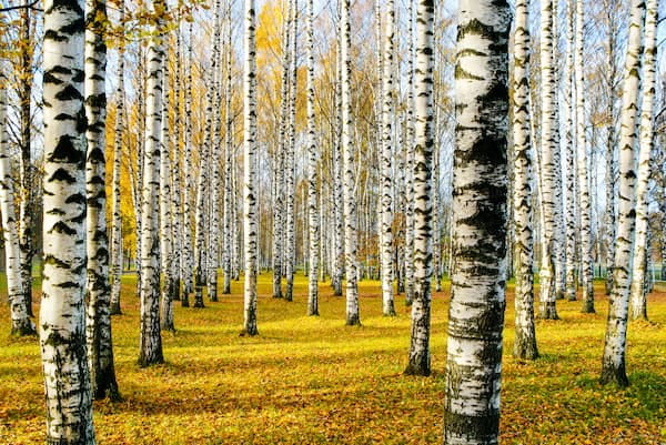 Birkenparkett – eine komfortable und praktische Lösung für unterschiedliche Wohnbereiche 7 Birkenwald