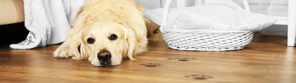 Ein Golden Retriever liegt auf dem Fußboden neben einem weißen Korb und einer Decke, und schlammige Pfotenabdrücke sind vor dem Hund zu sehen.
