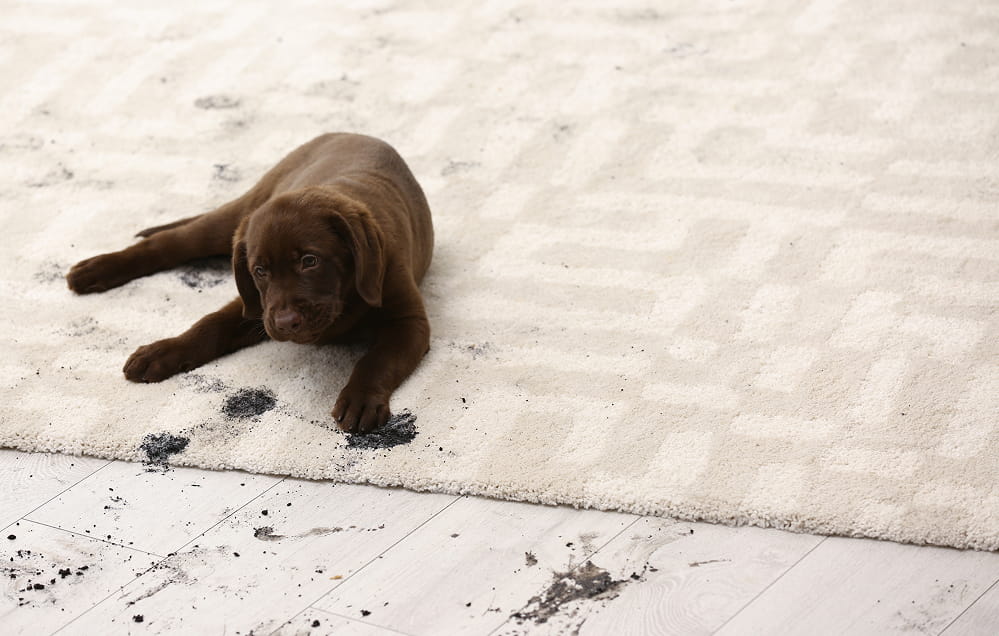 Ein schokoladenfarbener Labradorwelpe liegt auf einem hellen Teppich mit schmutzigen Pfotenabdrücken und schwarzen Flecken, die sowohl auf dem Teppich als auch auf dem Boden zu sehen sind.