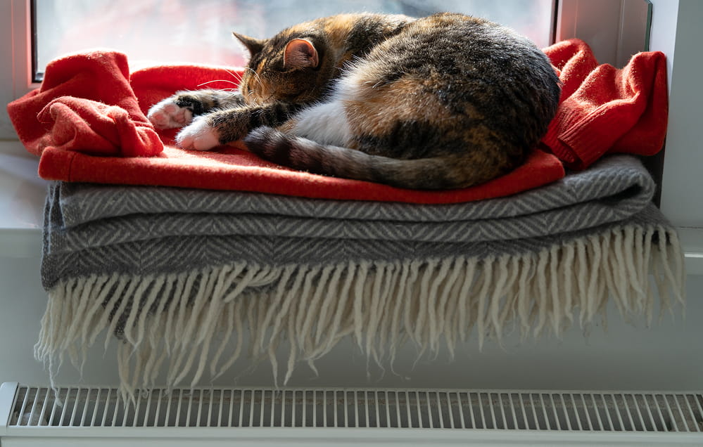 Eine Katze schläft auf einem zusammengefalteten Stapel roter und grauer Decken an einem Fenster, und das Sonnenlicht scheint auf ihr Fell.