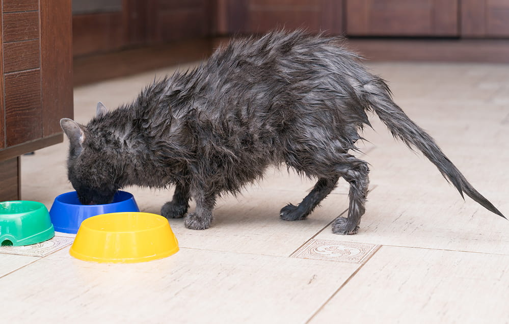 Eine nasse Katze steht auf einem Holzfußboden und trinkt aus einem blauen Napf, neben dem ein gelber und ein grüner Napf stehen.