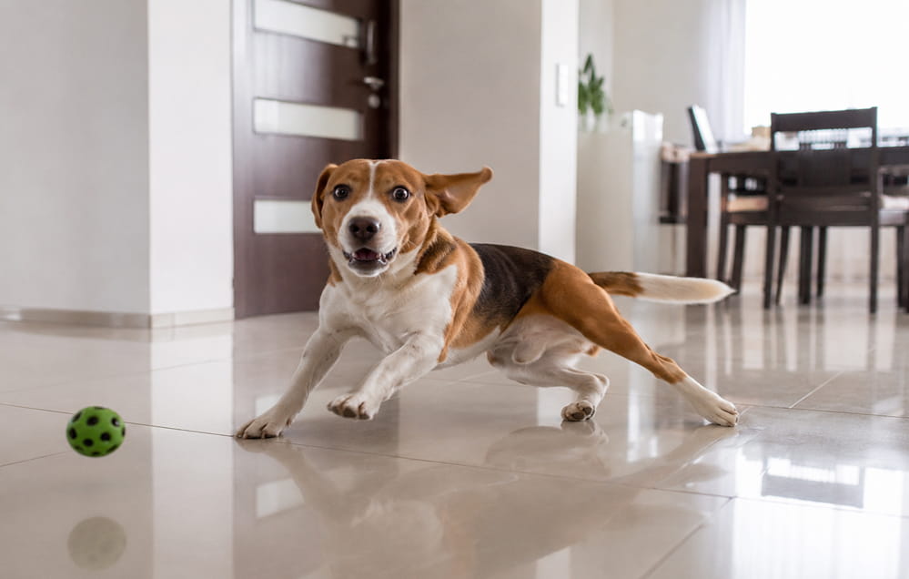 Ein Beagle-Hund rennt aufgeregt über einen rutschigen Boden im Haus und jagt einen grünen Ball.