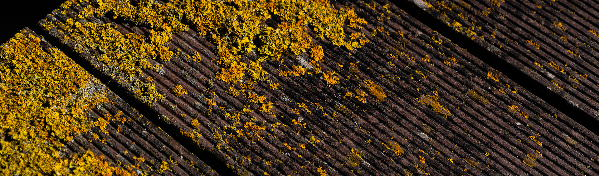 Nahaufnahme von gelb-orangen Moos-Flechten auf verwitterten Terrassendielen.